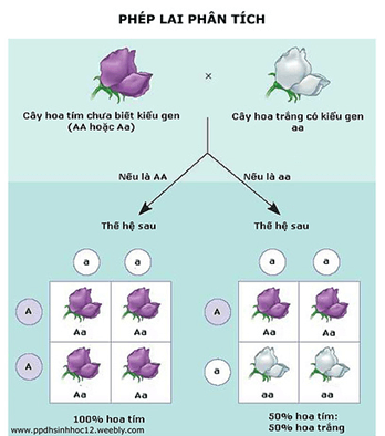 Lý thuyết Di truyền học Mendel và mở rộng học thuyết Mendel (Sinh 12 Cánh diều Bài 7)