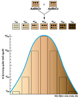 Lý thuyết Di truyền học Mendel và mở rộng học thuyết Mendel (Sinh 12 Cánh diều Bài 7)