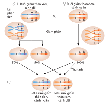 Lý thuyết Di truyền liên kết giới tính, liên kết gene và hoán vị gene (Sinh 12 Cánh diều Bài 8)