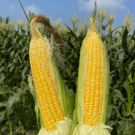 Lý thuyết Di truyền gene ngoài nhân (Sinh 12 Cánh diều Bài 9)