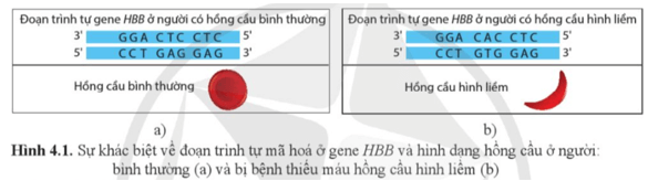 Quan sát hình 4.1 và nhận xét sự khác nhau giữa đoạn trình tự mã hoá ở gene HBB