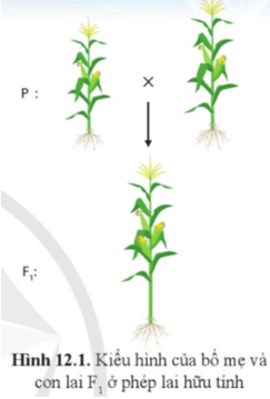 Quan sát hình 12.1 và nhận xét sự khác biệt về đặc điểm kiểu hình của cây F1