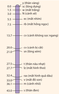 A.H. Sturtevant, học trò và cũng là cộng sự của Morgan, đã đề xuất sự liên quan giữa tần số trao đổi chéo