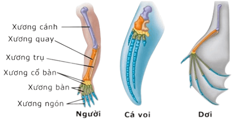 Trắc nghiệm Sinh học 12 Cánh diều Bài 15 (có đáp án): Bằng chứng tiến hoá