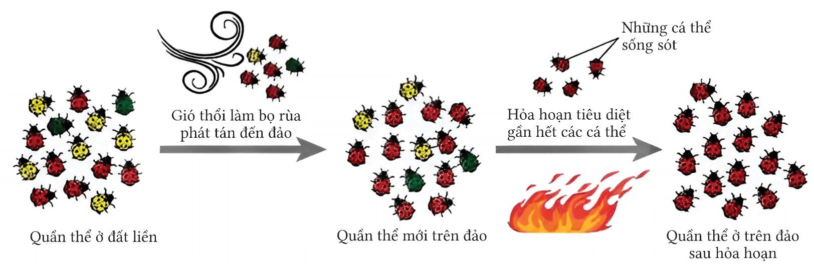 Trắc nghiệm Sinh học 12 Cánh diều Bài 17 (có đáp án): Thuyết tiến hóa tổng hợp hiện đại (Phần 1)