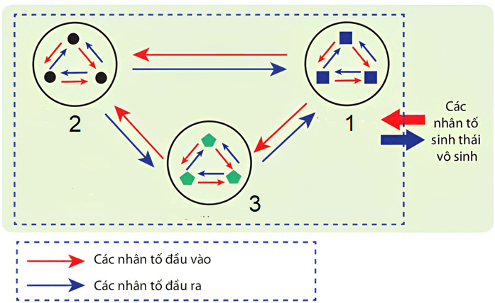 Trắc nghiệm Sinh học 12 Cánh diều Bài 22 (có đáp án): Sinh thái học quần xã