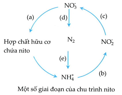 Trắc nghiệm Sinh học 12 Cánh diều Bài 24 (có đáp án): Chu trình sinh - địa - hoá và Sinh quyển