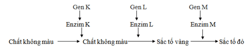 Trắc nghiệm Sinh học 12 Cánh diều Bài 7 (có đáp án): Di truyền học Mendel và mở rộng học thuyết Mendel