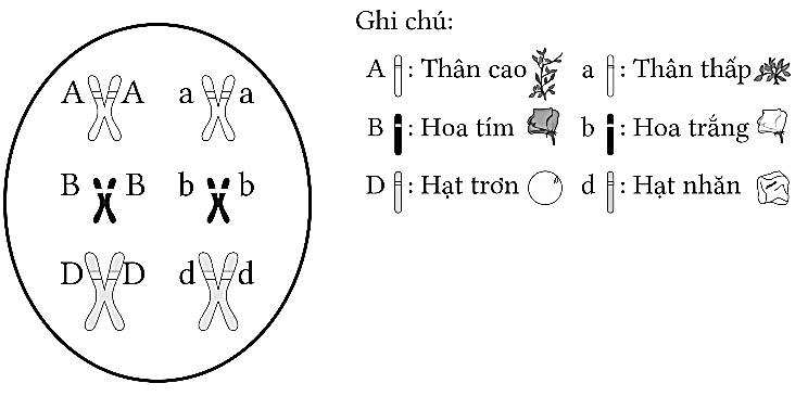 Trắc nghiệm Sinh học 12 Cánh diều Bài 7 (có đáp án): Di truyền học Mendel và mở rộng học thuyết Mendel