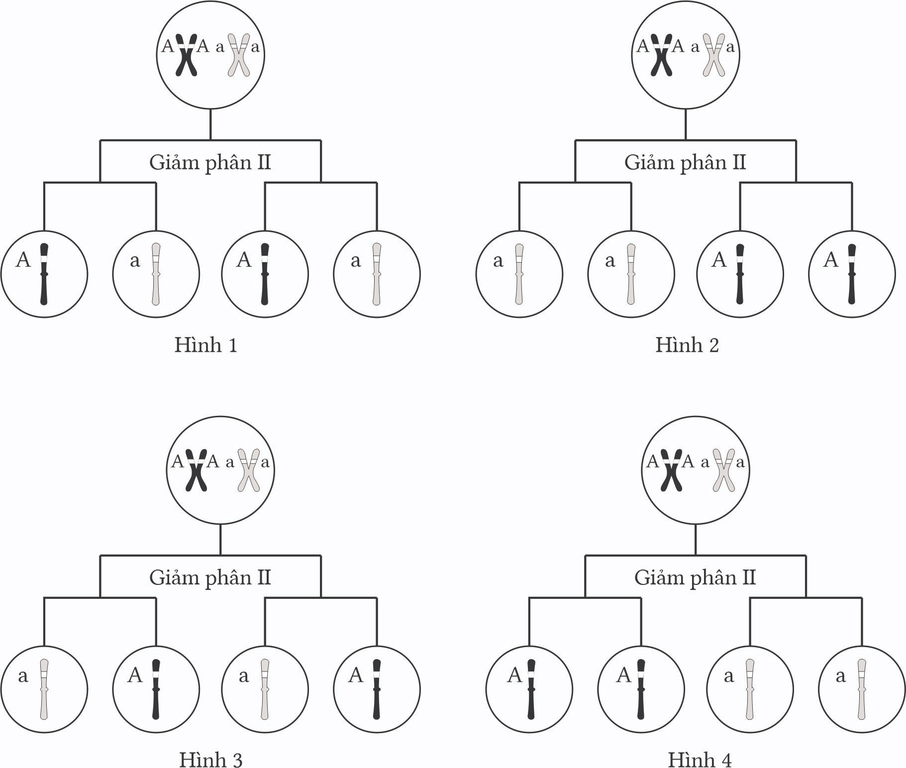 Trắc nghiệm Sinh học 12 Cánh diều Bài 7 (có đáp án): Di truyền học Mendel và mở rộng học thuyết Mendel