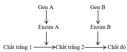 Trắc nghiệm Sinh học 12 Cánh diều Bài 7 (có đáp án): Di truyền học Mendel và mở rộng học thuyết Mendel