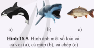 Mỗi sinh vật trong hình 18.5 thuộc đơn vị phân loại sinh học nào sau đây, Lớp Cá sụn Chondrichthyes