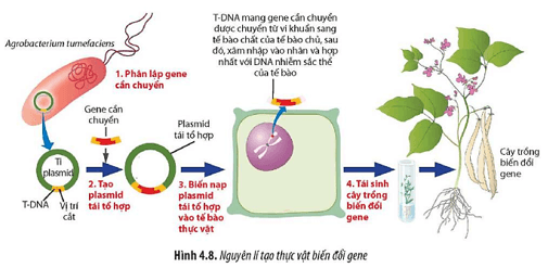 Quan sát Hình 4.8 hãy cho biết nguyên lí của tạo thực vật biến đổi gene