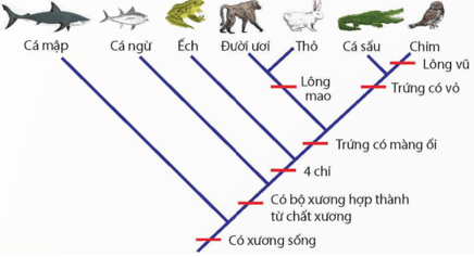 Hãy phân tích mối quan hệ tiến hoá giữa các loài trong cây phát sinh chủng loại