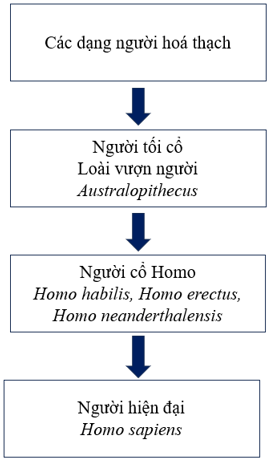 Hãy vẽ sơ đồ các giai đoạn chính trong quá trình phát sinh loài người