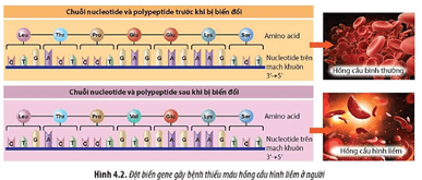 Quan sát Hình 4.2 hãy cho biết thế nào là gene đột biến và ảnh hưởng của đột biến gene