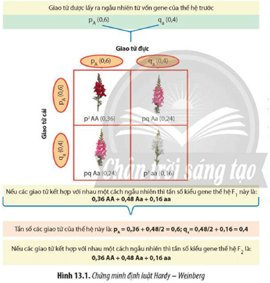 Quan sát và đọc thông tin trong Hình 13.1, hãy cho biết Tần số allele có thay đổi qua các thế hệ ngẫu phối không