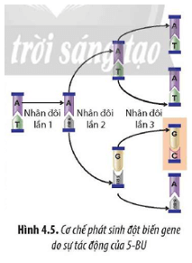 Quan sát Hình 4.5 mô tả cơ chế phát sinh đột biến gene khi có sự tác động của 5-BU