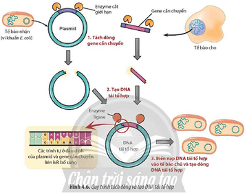 Quan sát Hình 4.6 và mô tả quy trình tạo DNA tái tổ hợp