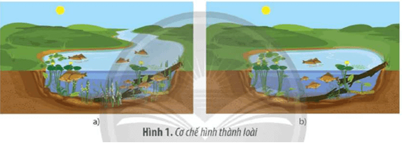 Hình 1 mô tả phương thức hình thành loài từ một quần thể gốc ban đầu