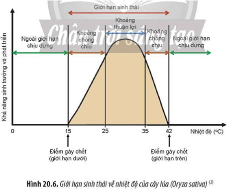 Quan sát Hình 20.6, hãy trình bày tác động của quy luật giới hạn sinh thái lên đời sống của cây lúa