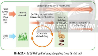 Quan sát Hình 25.4 và thực hiện Mô tả sự vận động của dòng năng lượng trong hệ sinh thái