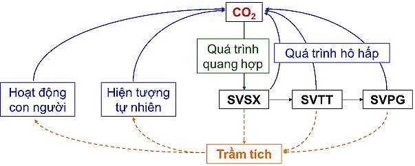 Vẽ sơ đồ khái quát của chu trình nước, carbon và nitrogen trang 167 Sinh học 12