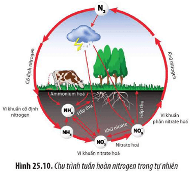 Quan sát Hình 25.10 và cho biết Dạng muối khoáng mà thực vật hấp thụ được hình thành như thế nào