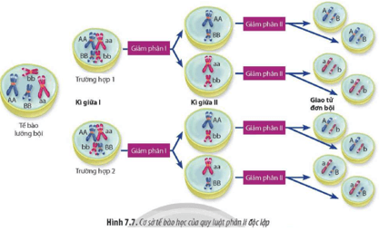 Quan sát Hình 7.7 và cho biết điều kiện để mỗi cặp allele phân li độc lập với cặp allele khác