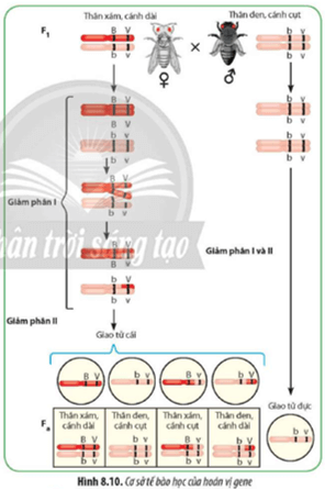 Quan sát Hình 8.10, hãy phân tích cơ sở tế bào học của hoán vị gene