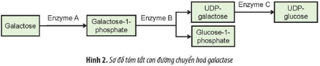 Ở người, bệnh galactosemia do đột biến gene lặn gây thiếu hụt enzyme trong con đường chuyển hoá galactose