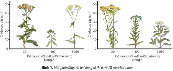 Một nhà khoa học đã trồng các cây cỏ thi Achillea rmillefolium thuộc hai dòng khác nhau