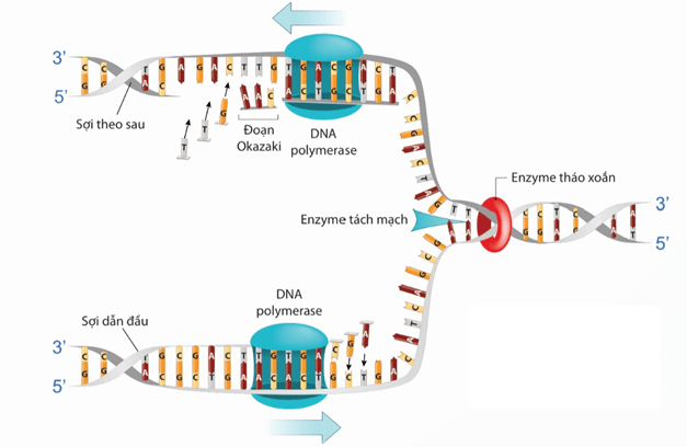 Lý thuyết Sinh 12 Chân trời sáng tạo Bài 1: Gene và cơ chế truyền thông tin di truyền