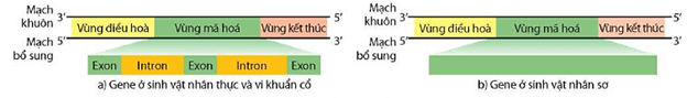 Lý thuyết Sinh 12 Chân trời sáng tạo Bài 1: Gene và cơ chế truyền thông tin di truyền