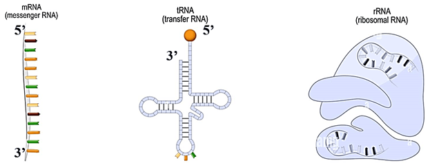 Lý thuyết Sinh 12 Chân trời sáng tạo Bài 1: Gene và cơ chế truyền thông tin di truyền
