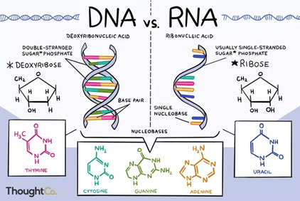 Lý thuyết Sinh 12 Chân trời sáng tạo Bài 1: Gene và cơ chế truyền thông tin di truyền