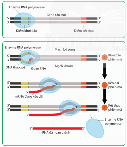 Lý thuyết Sinh 12 Chân trời sáng tạo Bài 1: Gene và cơ chế truyền thông tin di truyền
