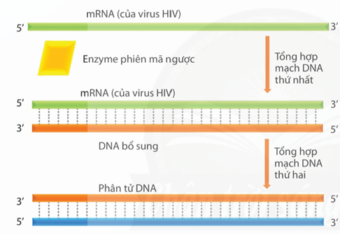 Lý thuyết Sinh 12 Chân trời sáng tạo Bài 1: Gene và cơ chế truyền thông tin di truyền