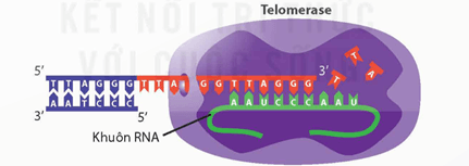 Lý thuyết Sinh 12 Chân trời sáng tạo Bài 1: Gene và cơ chế truyền thông tin di truyền