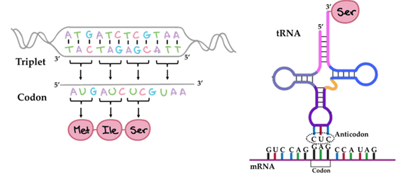 Lý thuyết Sinh 12 Chân trời sáng tạo Bài 1: Gene và cơ chế truyền thông tin di truyền