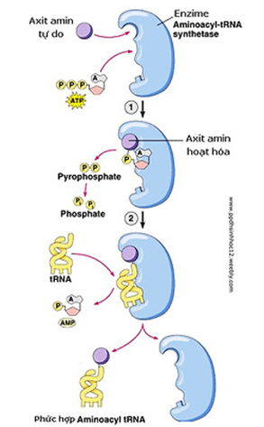 Lý thuyết Sinh 12 Chân trời sáng tạo Bài 1: Gene và cơ chế truyền thông tin di truyền