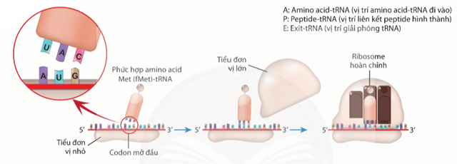 Lý thuyết Sinh 12 Chân trời sáng tạo Bài 1: Gene và cơ chế truyền thông tin di truyền