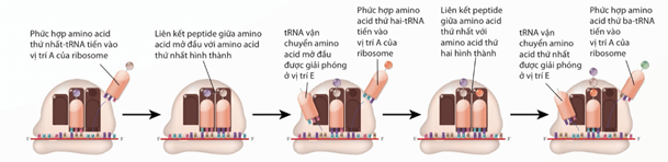 Lý thuyết Sinh 12 Chân trời sáng tạo Bài 1: Gene và cơ chế truyền thông tin di truyền