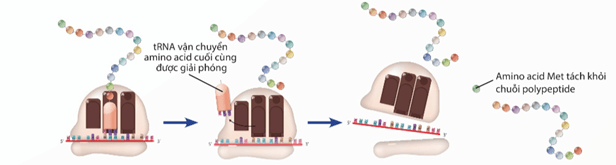 Lý thuyết Sinh 12 Chân trời sáng tạo Bài 1: Gene và cơ chế truyền thông tin di truyền