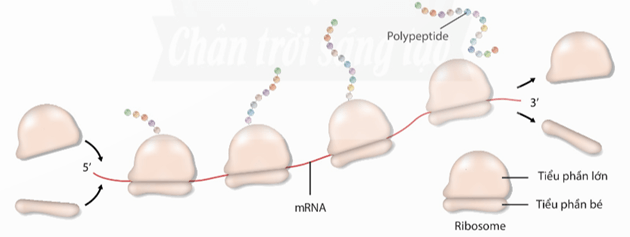 Lý thuyết Sinh 12 Chân trời sáng tạo Bài 1: Gene và cơ chế truyền thông tin di truyền