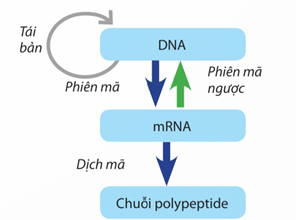 Lý thuyết Sinh 12 Chân trời sáng tạo Bài 1: Gene và cơ chế truyền thông tin di truyền