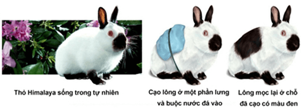 Lý thuyết Sinh 12 Chân trời sáng tạo Bài 10: Mối quan hệ giữa kiểu gene - kiểu hình - môi trường