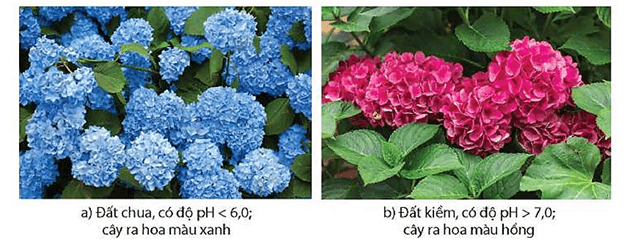 Lý thuyết Sinh 12 Chân trời sáng tạo Bài 10: Mối quan hệ giữa kiểu gene - kiểu hình - môi trường