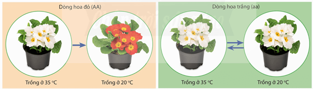 Lý thuyết Sinh 12 Chân trời sáng tạo Bài 10: Mối quan hệ giữa kiểu gene - kiểu hình - môi trường