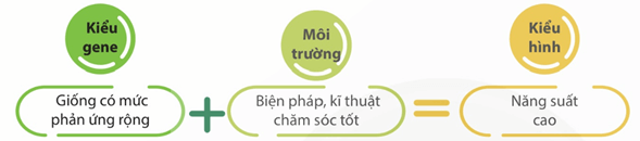Lý thuyết Sinh 12 Chân trời sáng tạo Bài 10: Mối quan hệ giữa kiểu gene - kiểu hình - môi trường